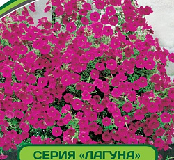 Петуния Лагуна Ирен F1 многоцветковая каскадно-ампельная