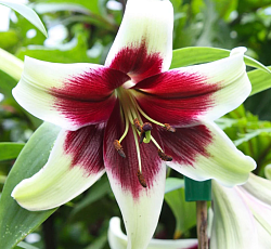 Лилия (видовая) - Куси Мая