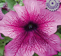 Петуния грандифлора Призм Вишневые жилки