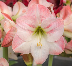 Амариллис (простой) - Эппл Блоссом