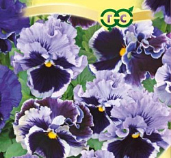 Виола Виттрока Махровое Кружево синяя F1