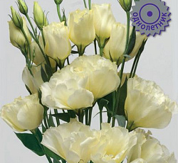 Эустома крупноцветковая ЭйБиСи Еллоу