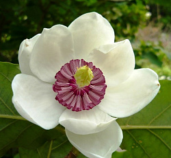 Магнолия зибольда Мечта