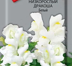 Львиный зев (Антирринум) низкорослый Дракоша Белый