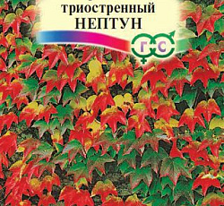 Виноград триостренный Нептун