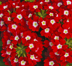 Вербена низкорослая Люцифер ред