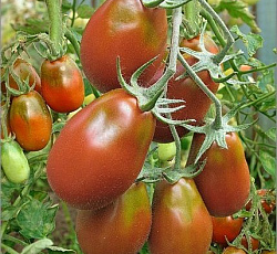 Томат Чернослив