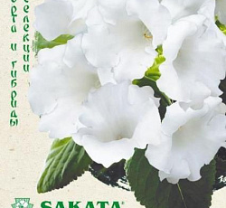 Глоксиния прекрасная Аванти белая F1