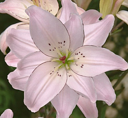 Лилия (азиатская махровая) - Спринг Пинк