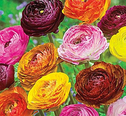 Лютик (азиатский) - Пикоти смесь окрасок