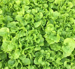 Салат Витаминный (листовой)