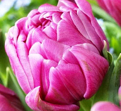 Тюльпан (Махровый поздний) - Дабл Прайс