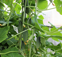 Огурец Пучковое великолепие F1