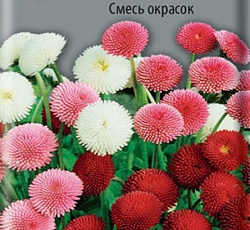 Маргаритка помпонная Смесь окрасок