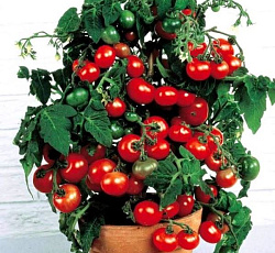 Томат Балконное чудо