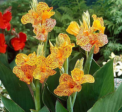 Канна (карликовая) - Голден Люцифер