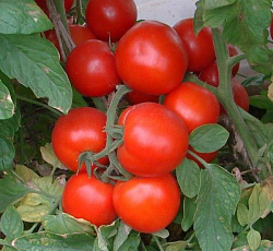 Томат Блиц F1