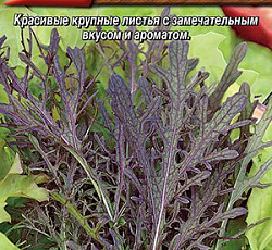 Капуста японская Мизуна ред