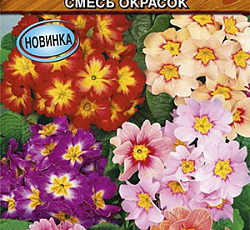 Примула бесстебельная Карнавал F1 (смесь окрасок)