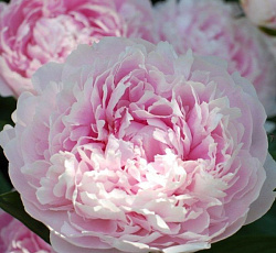 Пион (Травянистый) - Монинг Кисс