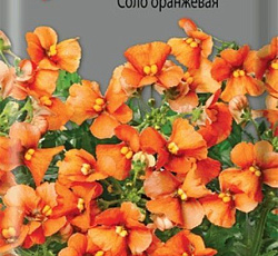 Немезия Соло оранжевая