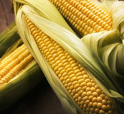Кукуруза Золотой батам (сахарная)