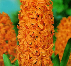 Гиацинт (садовый) - Джипси Квин