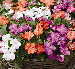 Бальзамин Милашка Смесь окрасок