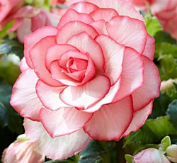 Бегония (бутон) - Бутон де Роуз