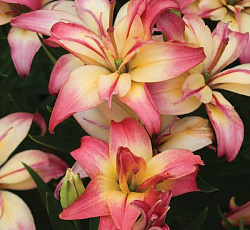 Лилия (азиатская махровая) - Деликат Джой