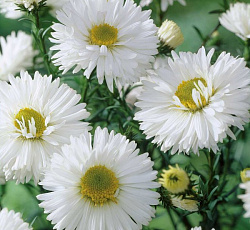 Астра (новобельгийская) - Вайт Ледиз