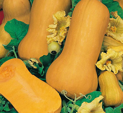 Тыква мускатная Жемчужина