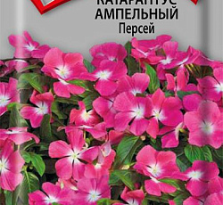 Катарантус ампельный Персей