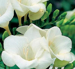 Фрезия (гибридная махровая) - Вайт