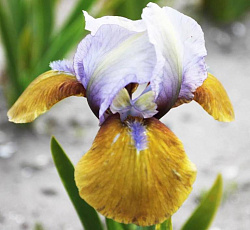 Ирис (карликовый) - Фокус Покус