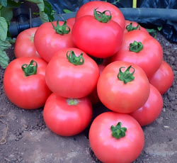 Томат Дружок F1