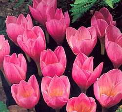 Крокус (прекрасный) - Кочи (Зонатус)