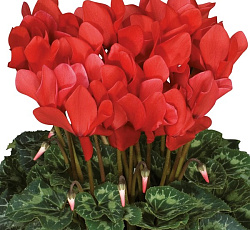 Цикламен Персидский Хайн