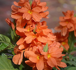 Кроссандра Тропик Красная