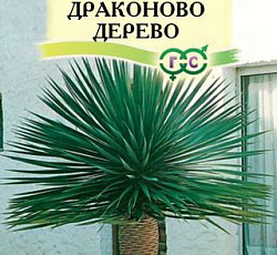 Драцена Драконово дерево