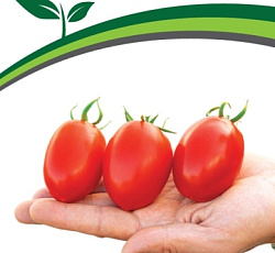 Томат Везувий F1