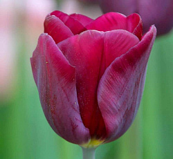 Тюльпан (Триумф) - Пёпл Леди