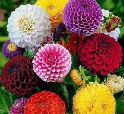 Георгина Шаровидная Смесь окрасок