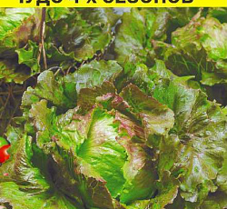 Салат Чудо 4 сезонов (кочанный)