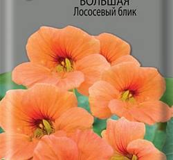 Настурция Большая Лососевый блик (махровая)