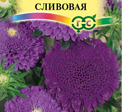 Астра Пампушка Сливовая