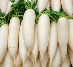 Редька Детский сон