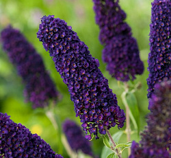 Буддлея Давида - Блэк Найт