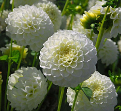 Георгина (шаровидная) - Каро