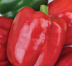 Перец сладкий Солист